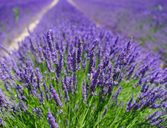 The Well: Herbs for Stress Management