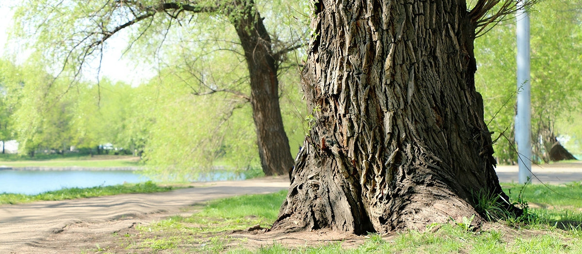 The Ancient Wisdom and Modern Advantages of Willow Bark Extract